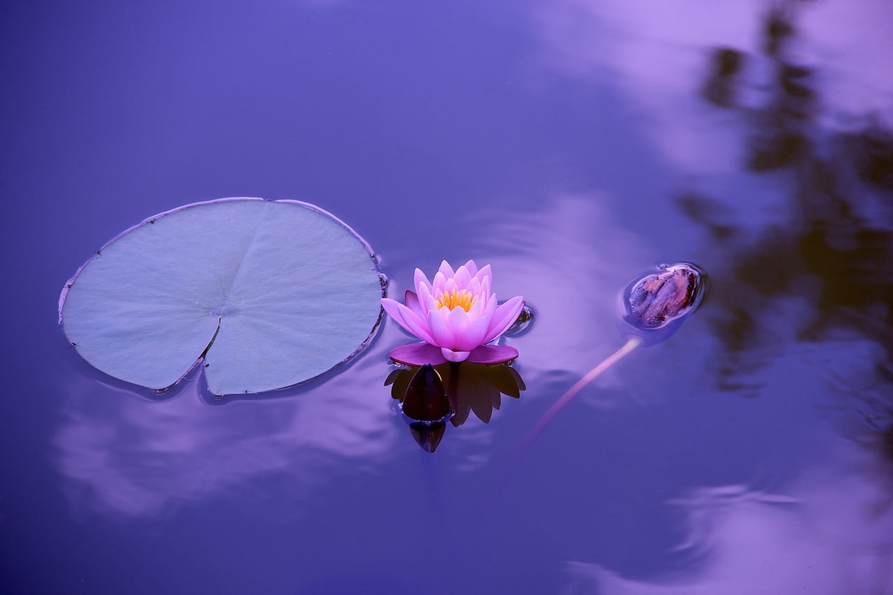 lotus, flower, lily pad, flower background, pond, aquatic plants, lotus flower, bloom, blossom, flora, calm water, water, nature, beautiful flowers, zen, elegant, asia, floral, lily, garden, pink, meditation, timeless, flower wallpaper, divine, international yoga day, yoga